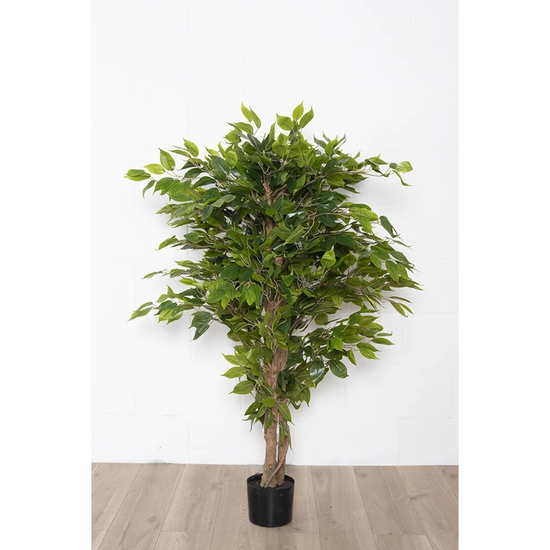 Ficus Tree 71”